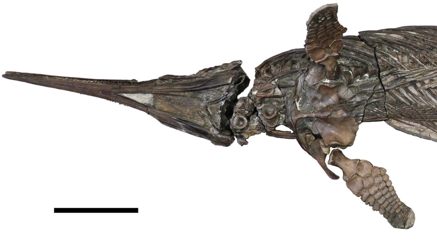 spp270038-fig-0001-m.jpg
