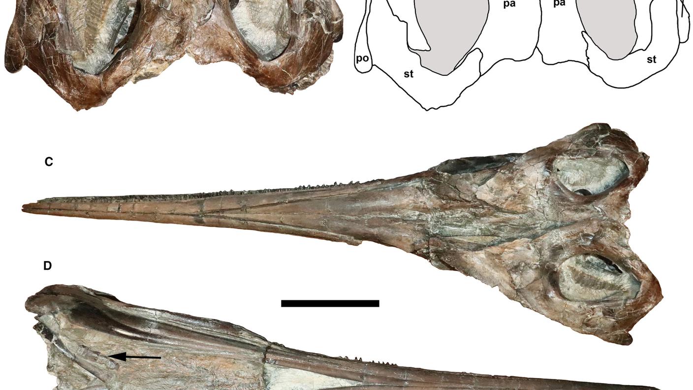 spp270038-fig-0002-m.jpg