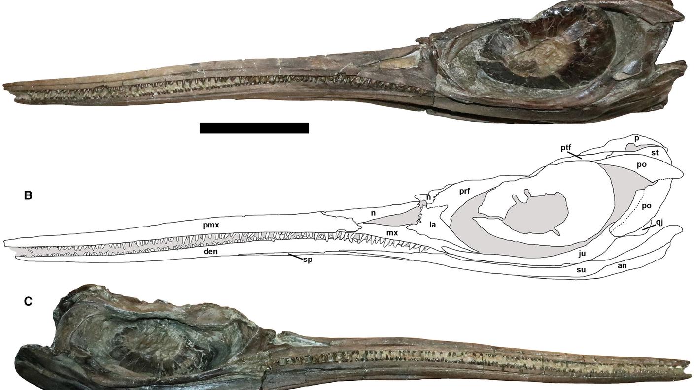 spp270038-fig-0003-m.jpg