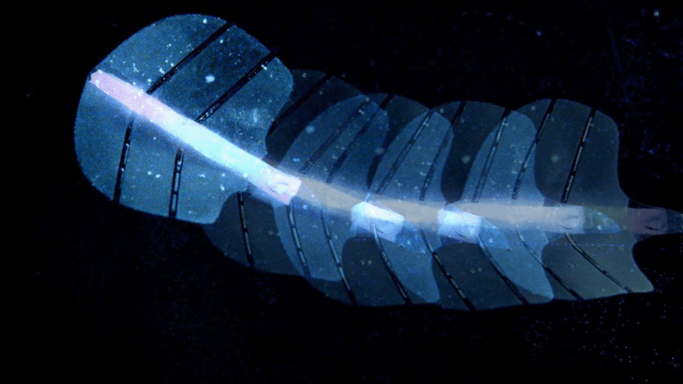 Il gruppo di ricerca ha costruito un robot dalla forma simile a una manta per mostrare il movimento ondulatorio del muscolo artificiale 