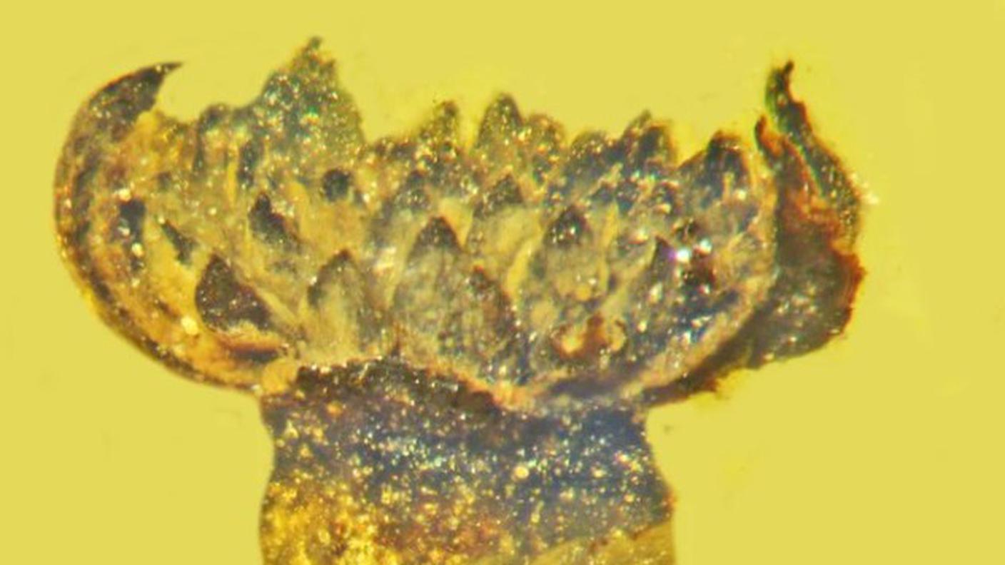Una rappresentazione del fiore di 100 milioni di anni fa 