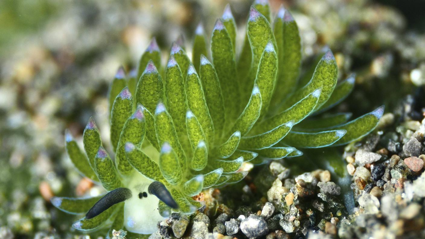 Costasiella kuroshimae, un mollusco che, grazie a una particolare simbiosi, può fare la fotosintesi
