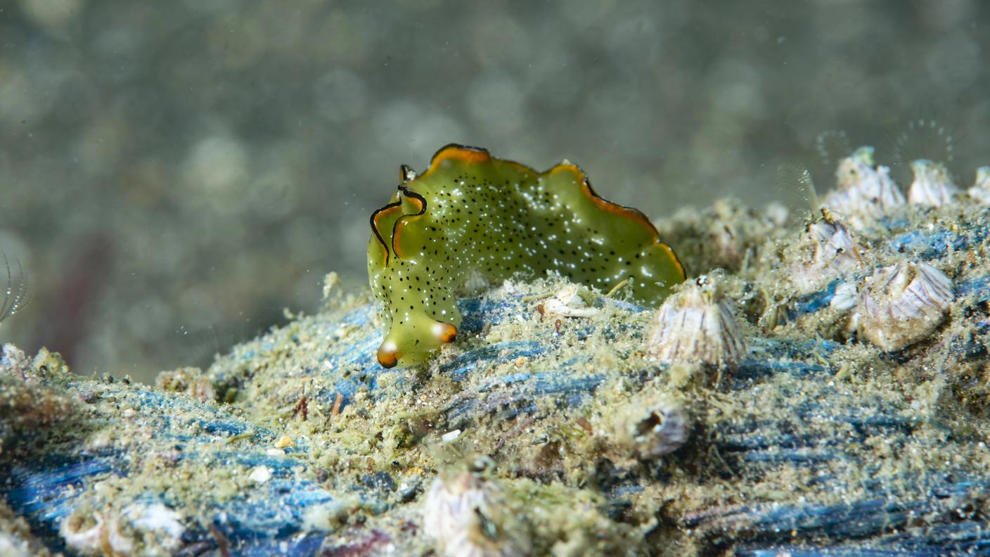 Un mollusco appartenente al genere Elysia. La colorazione verde è dovuta alla presenza di cloroplasti, "rubati" ad un'alga
