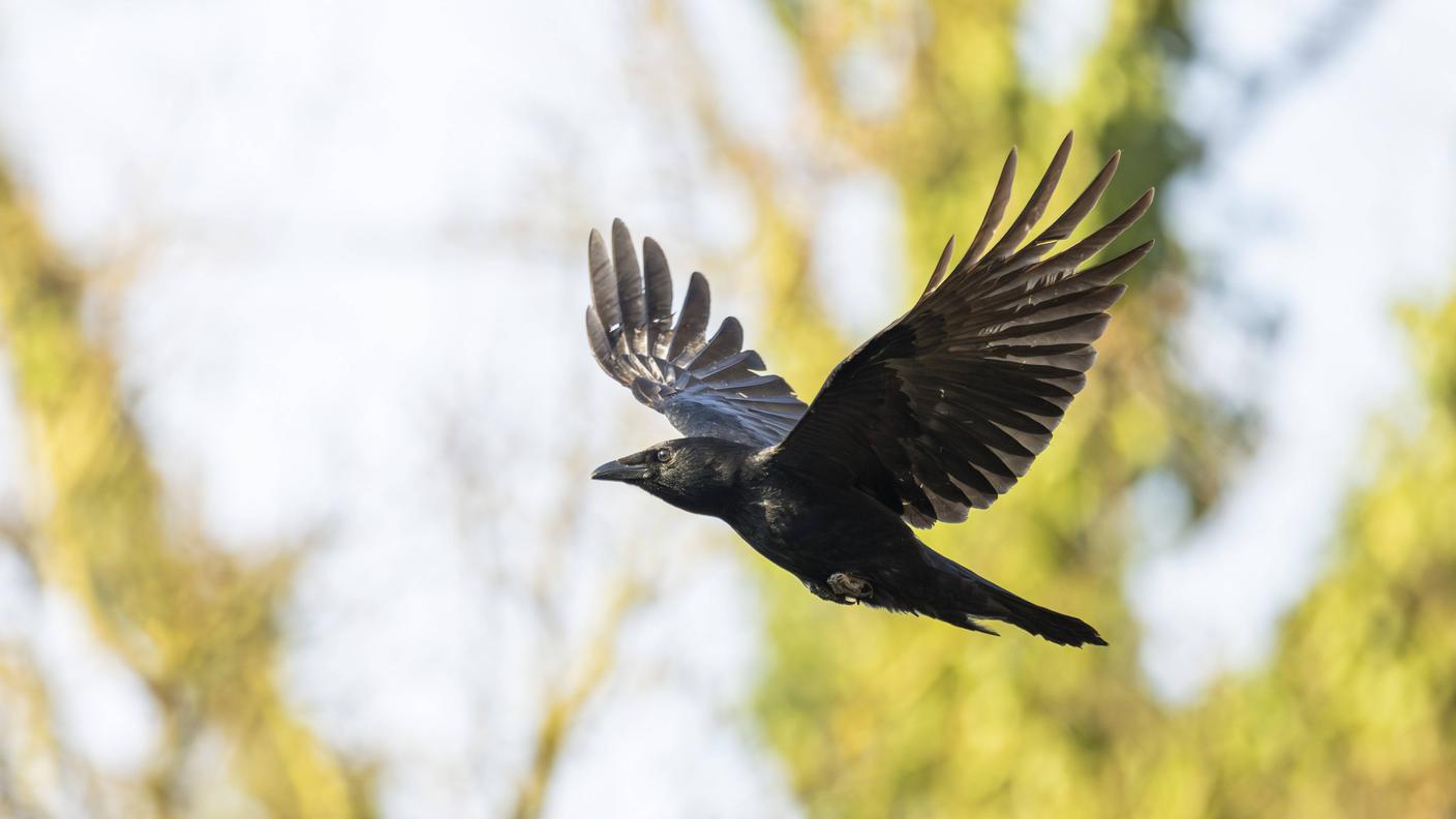 Una cornacchia nera in volo con le penne remiganti primarie divaricate 