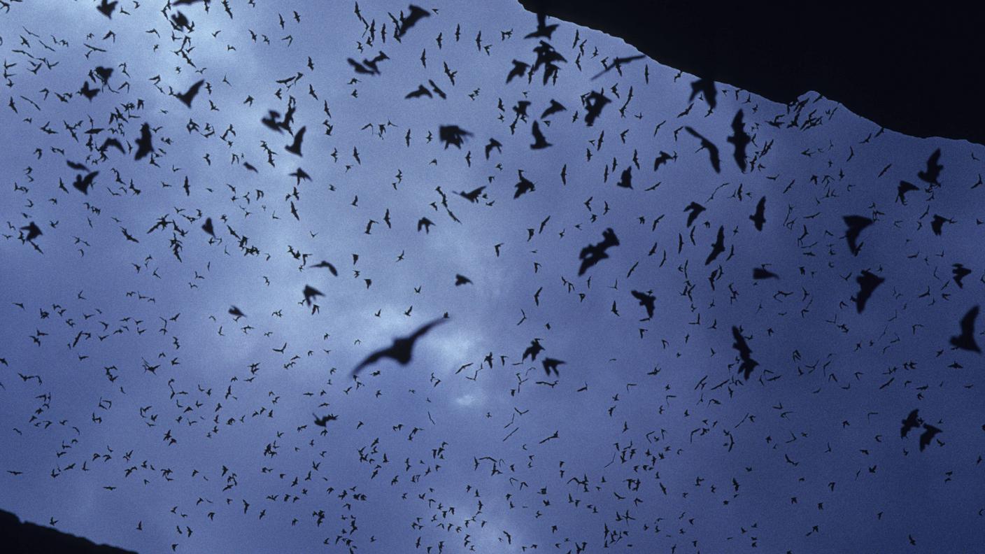 Pipistrelli dalla coda libera s'involano in massa all'imbrunire da una caverna (New Mexico)