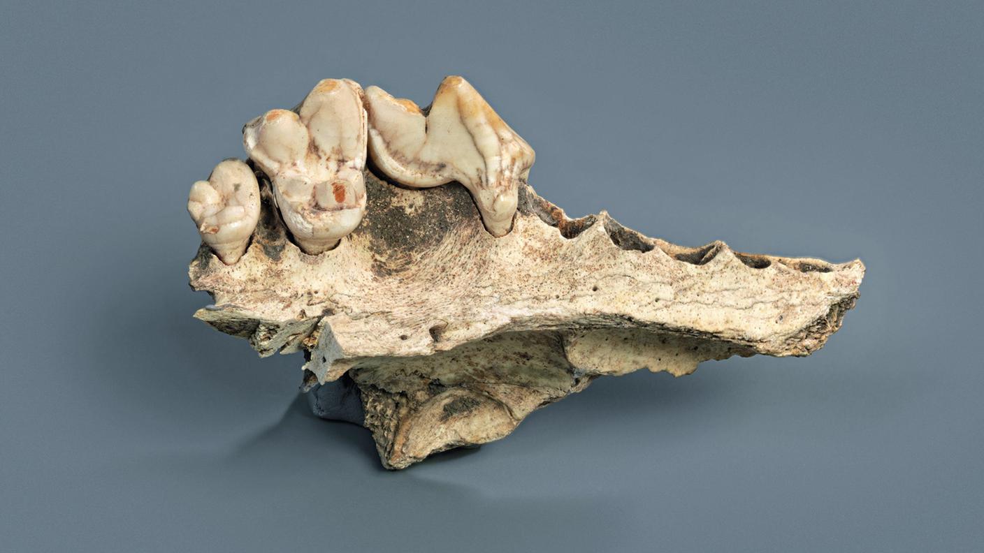 L'immagine, fornita dal Servizio Archeologico Cantonale di Sciaffusa, mostra una mandibola di cane antica ritrovata nella grotta di Kesserloch, in Svizzera.