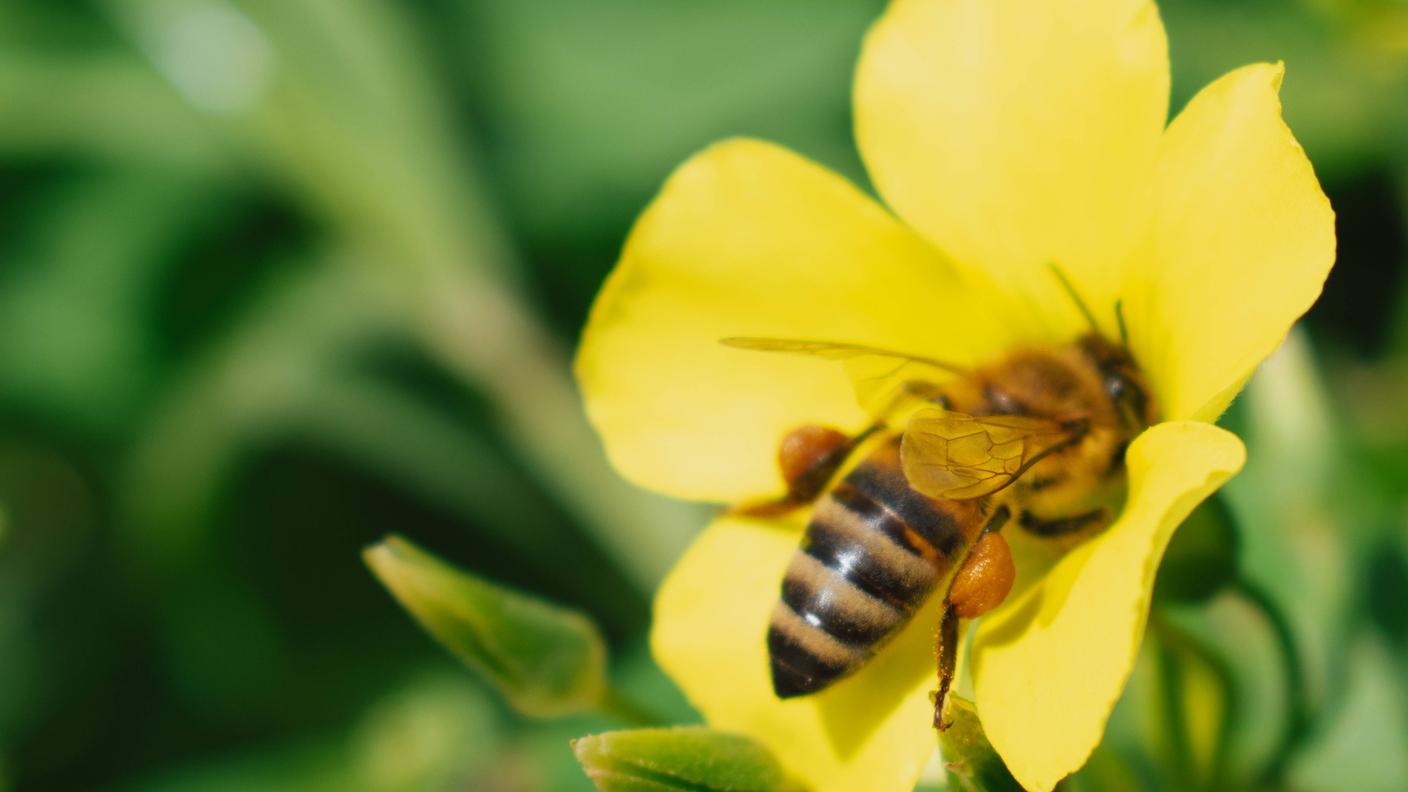 L'ape mellifera: impollinatrice, sentinella dell'ambiente e ... modello da laboratorio