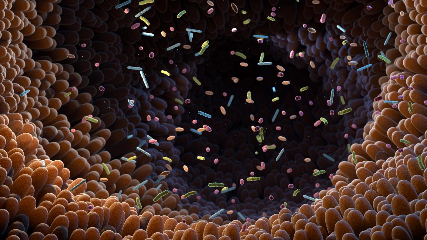 Ricostruzione suggestiva della luce intestinale con il suo microbiota