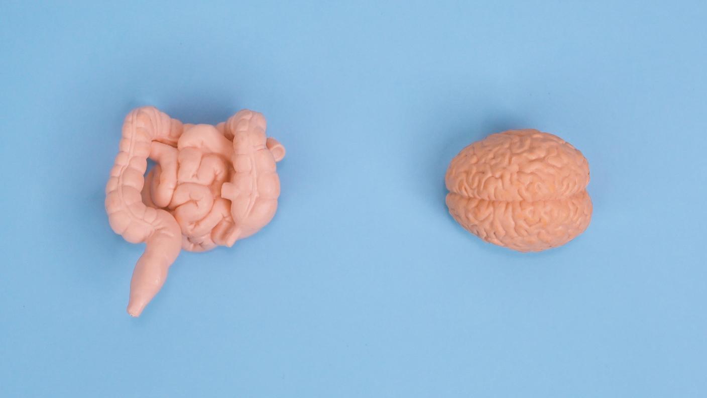 L'asse: intestino - microbiota - cervello
