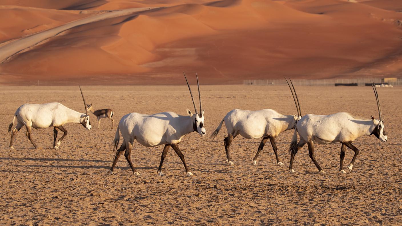 Utile in regioni vicino al mare ma con scarsità d'acqua, come aree di India, Arabia Saudita 
