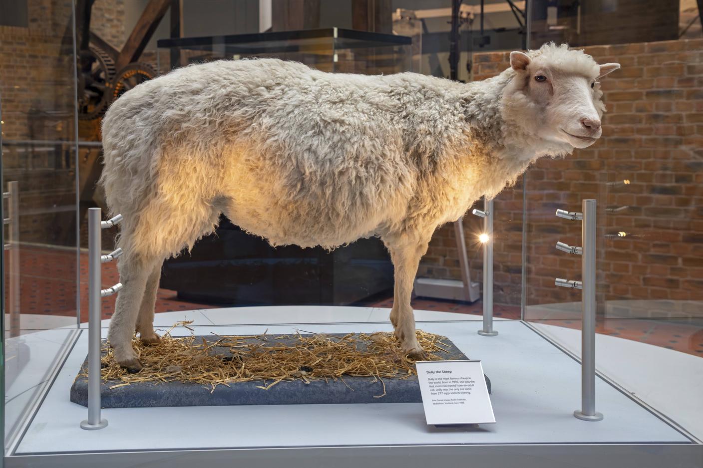 Tassodermia della pecora Dolly al National Museum of Scotland a Edimburgo, in Scozia