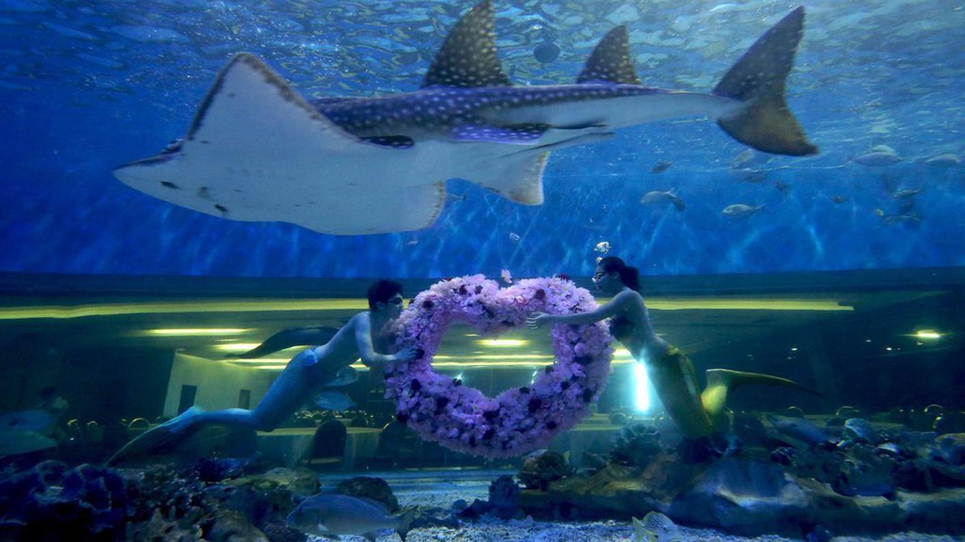 san valentino filippine acquario ky.JPG