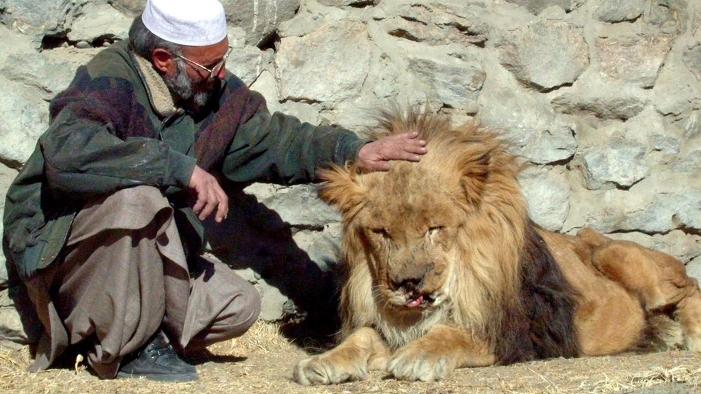 Il leone simbolo della resistenza. Visse 26 anni