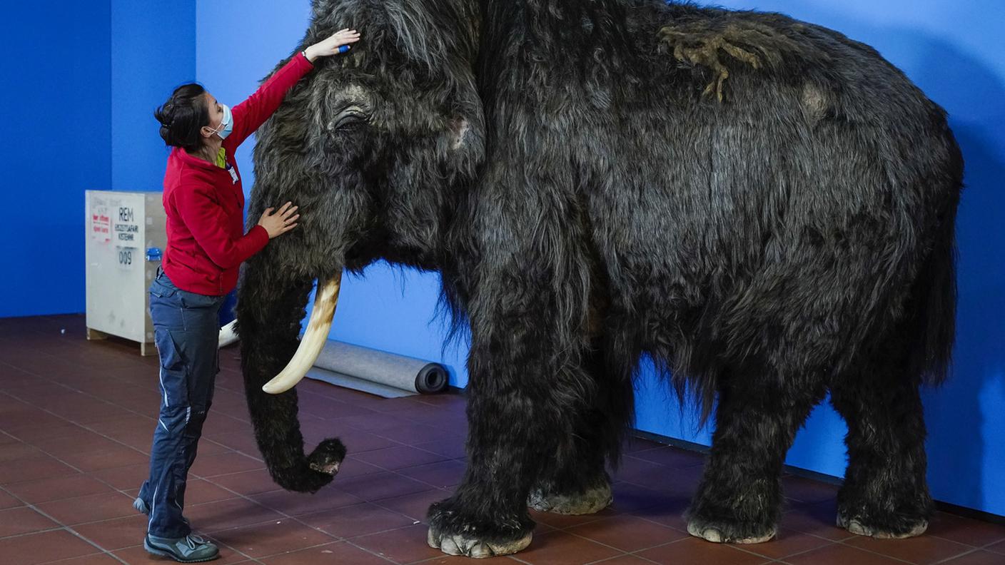 L'obiettivo è creare un ibrido di elefante-mammut identico al suo predecessore estinto