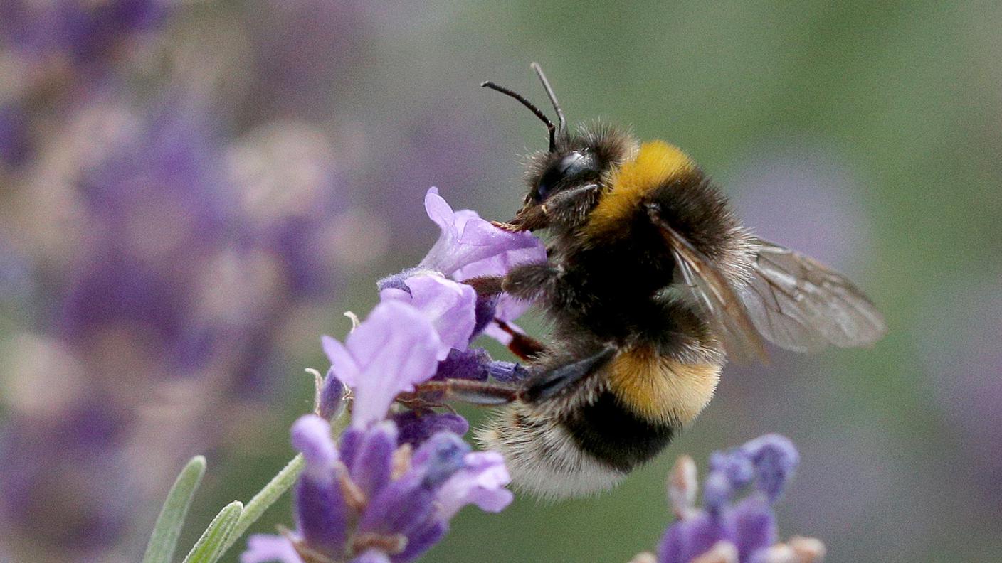 I bombi sono i principali impollinatori in molti ecosistemi e la loro sopravvivenza è a rischio