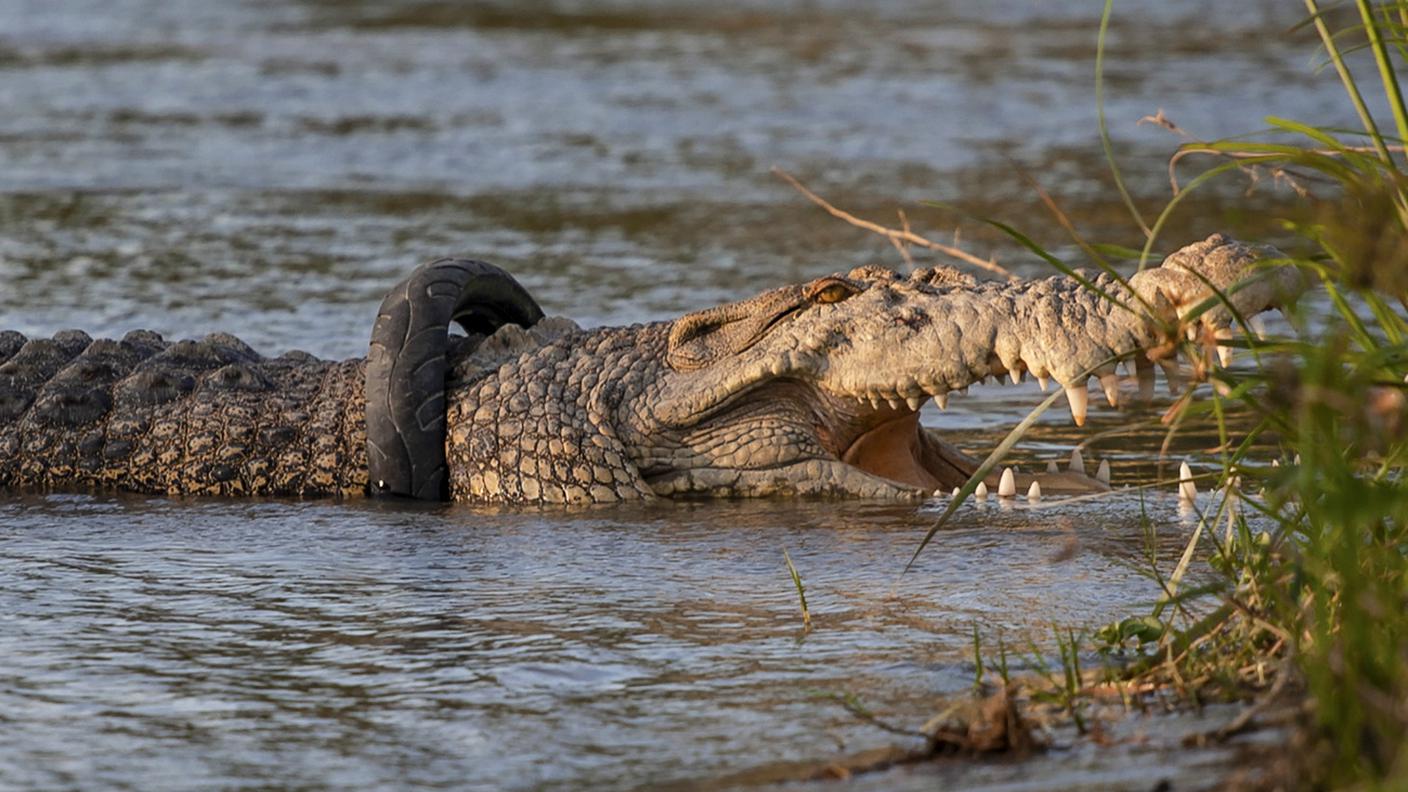 La causa principale è la perdita di habitat, il disboscamento, é'urbanizzazione e l'aumento delle terre agricole
