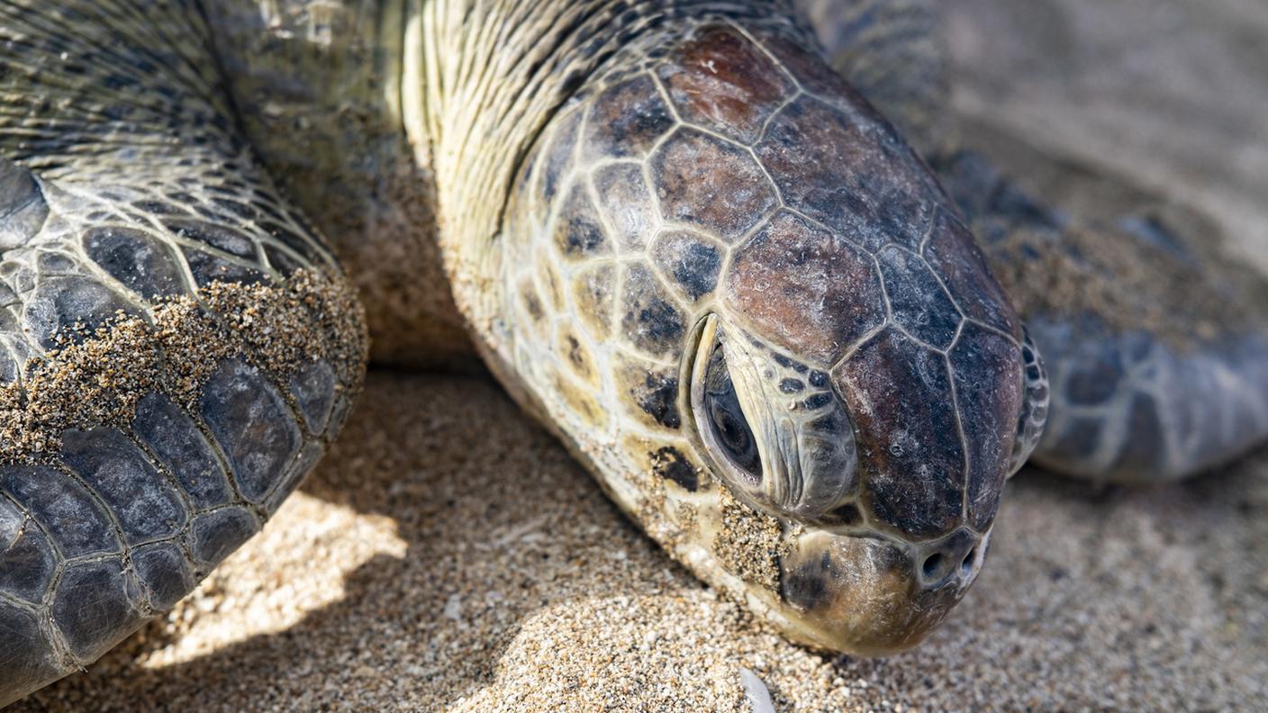 Il 21% delle specie di rettili sono a rischio estinzione