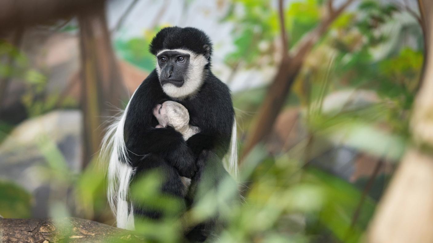 I progetti di salvaguardia di altre specie hanno protetto collateralmente anche i rettili