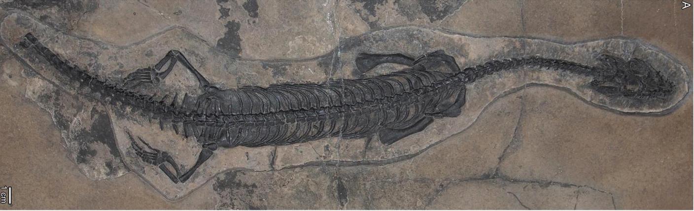 Ecco il prosantosaurus scheffoldi: un nuovo genere e una nuova specie di pachipleurosauro