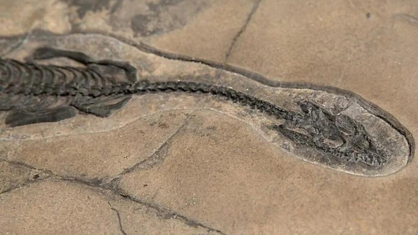 Il fossile della nuova specie di pachypleurosauro