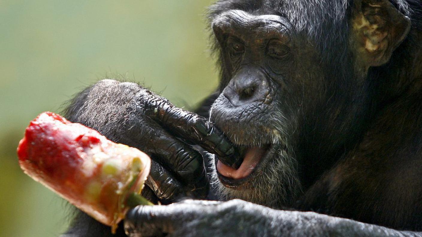 gelato zoo scimmia ky.JPG