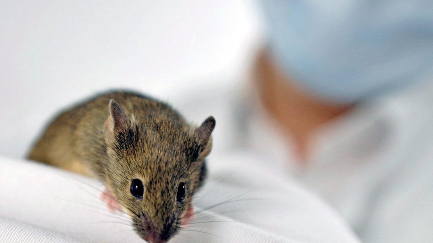 La ricerca è stata condotta su due generazioni di topi