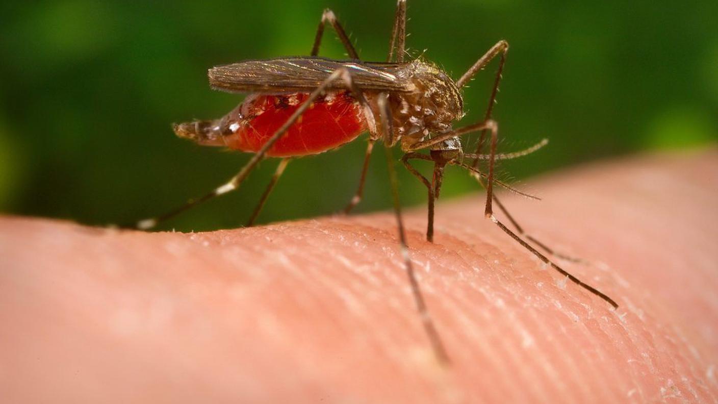 Il morso dell'insetto può trasmettere malattie letali come la malaria