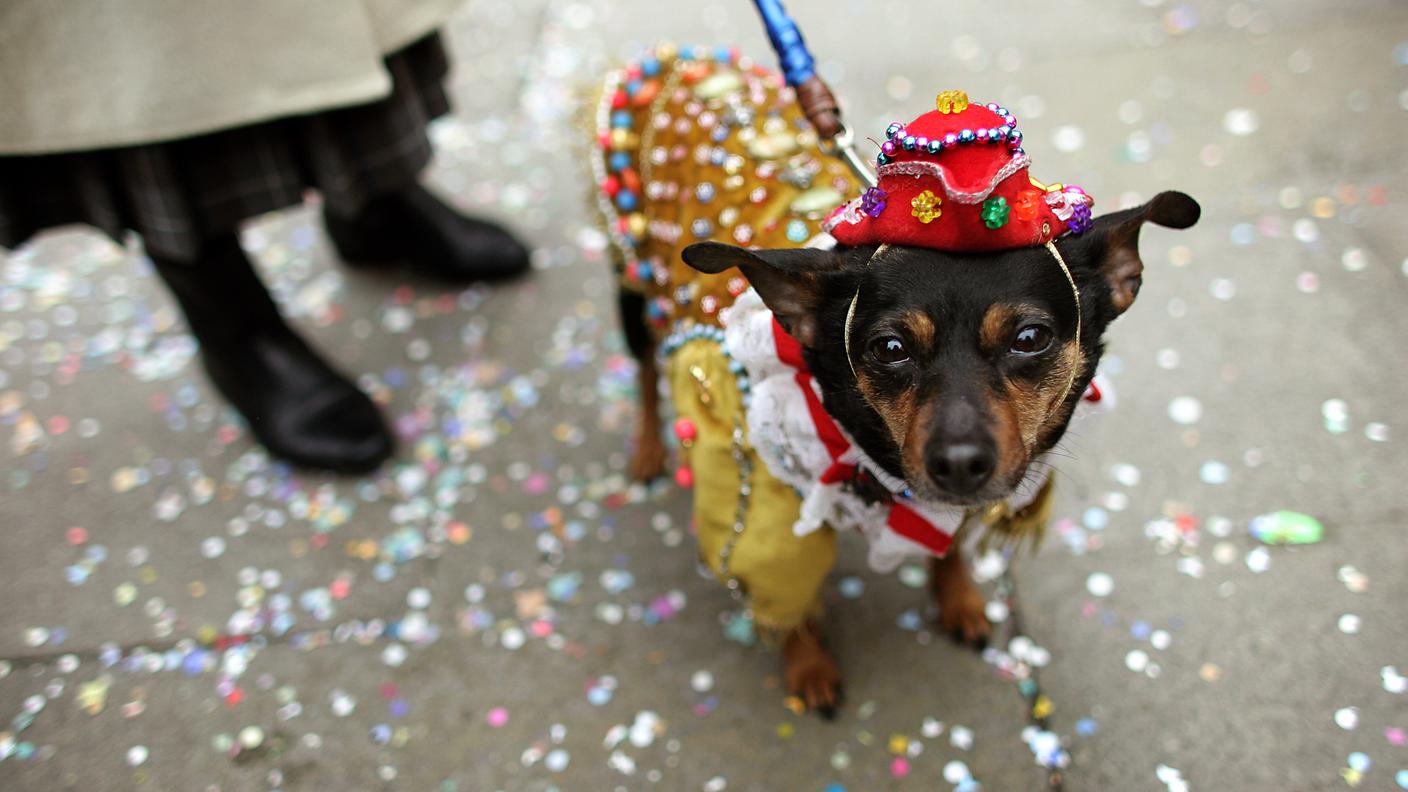dog2.jpg