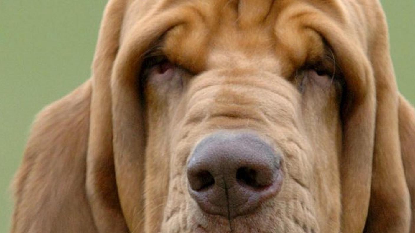 A Zurigo una macchina fa concorrenza al fiuto del bloodhound