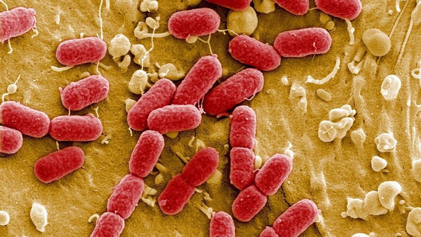 I microrganismi formano una coltre protettrice che impedisce alla superficie di ossidarsi (archivio)