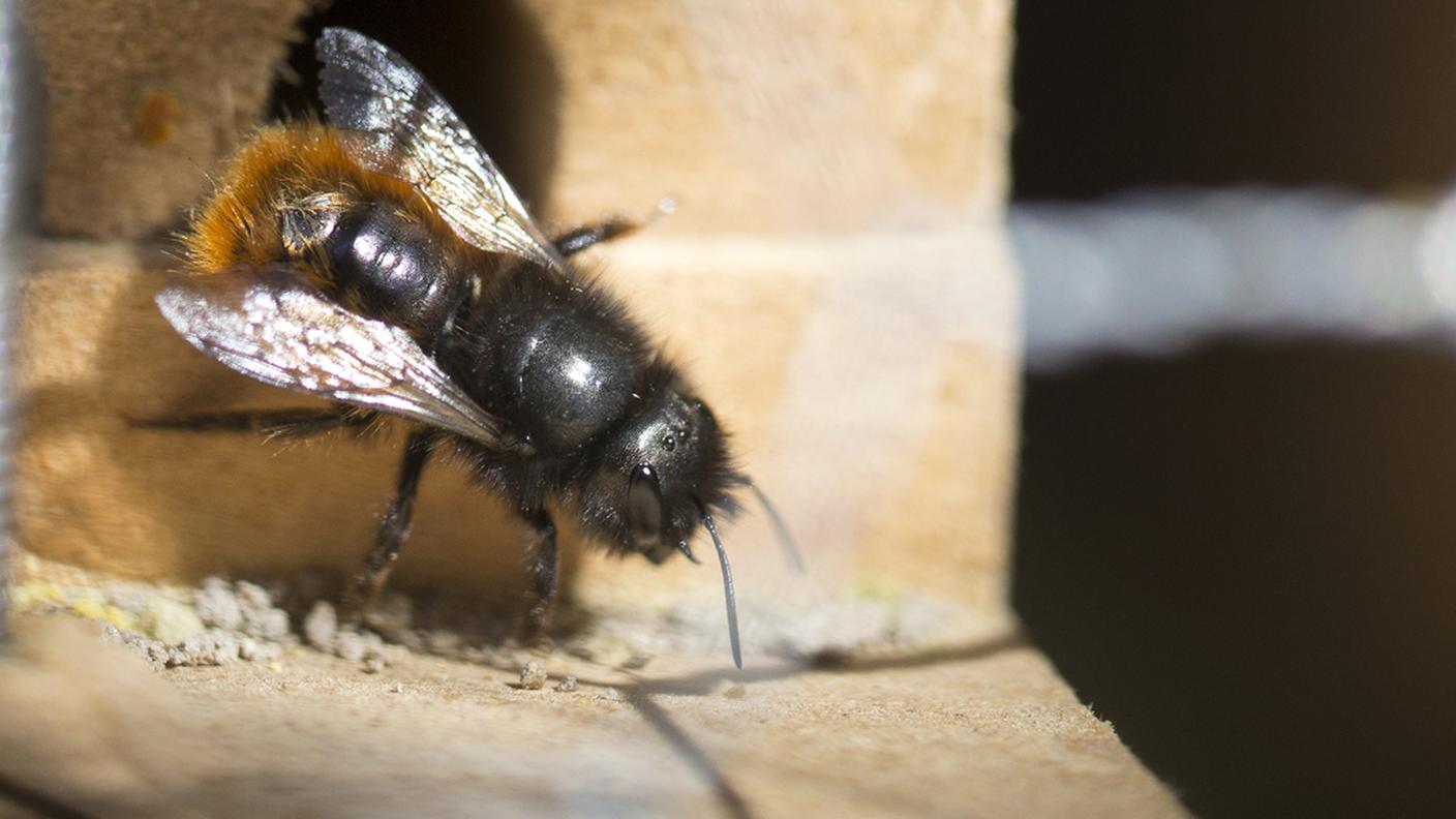 Minuscolo miracolo della natura