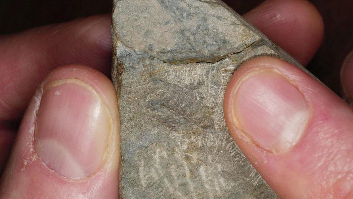 Importanti scoperte analizzando sei rari fossili