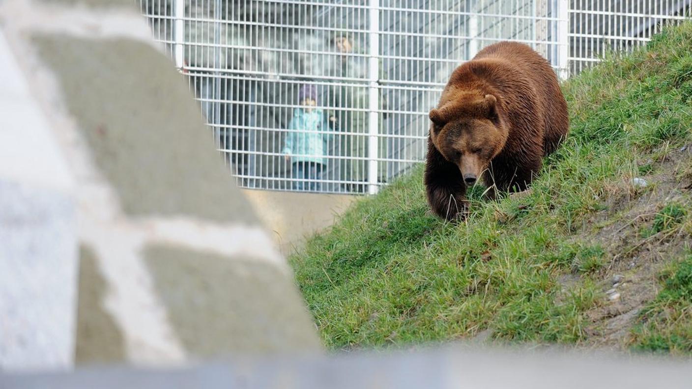 La necessità di ingrandire il parco si è imposta a seguito di quanto avvenuto con Finn qui immortalato nel 2009