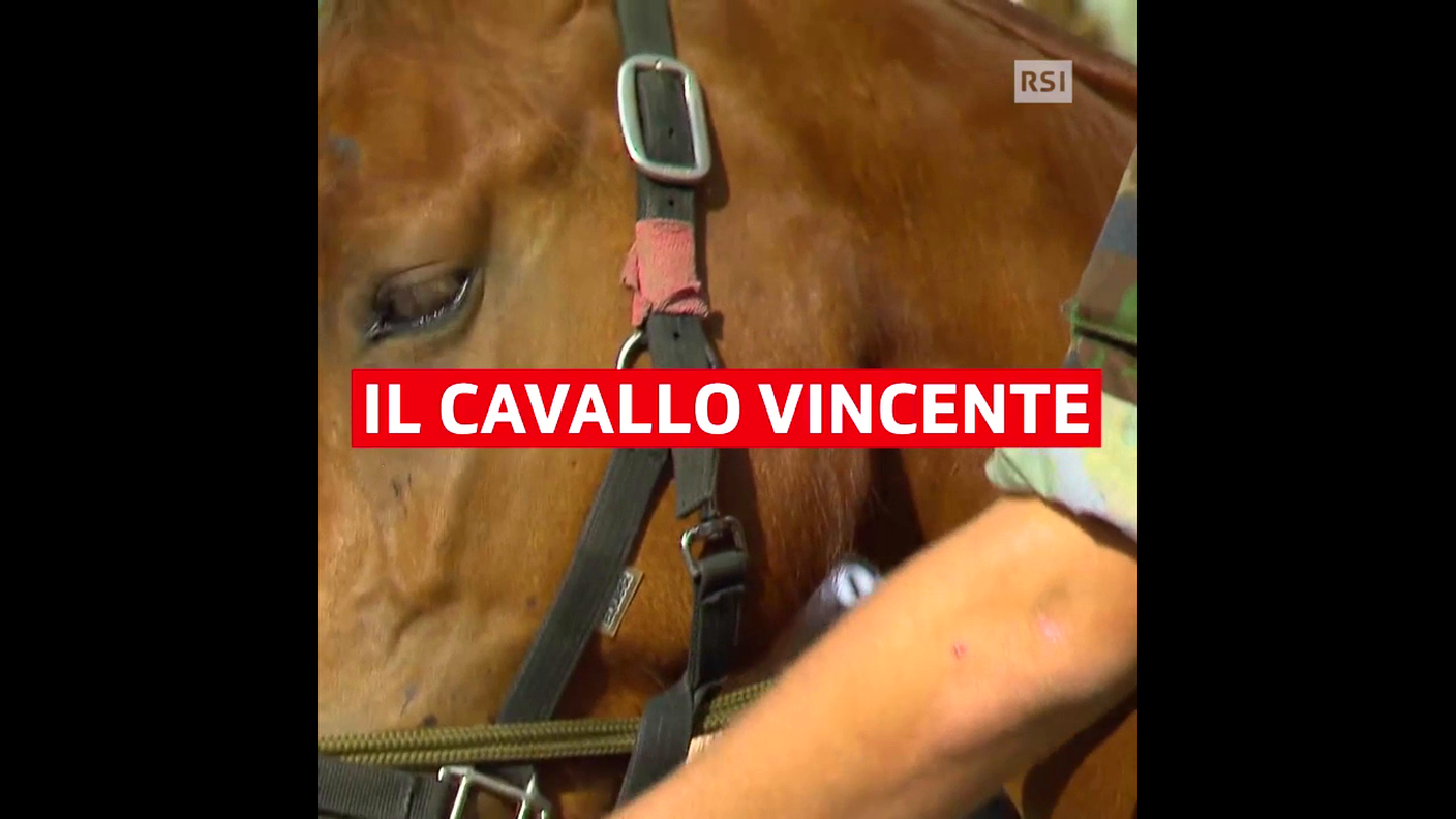Grande successo per l’asta dei cavalli salvati dai maltrattamenti nella fattoria di Hefenhofen (TG). Ora tutti gli animali hanno una nuova casa
