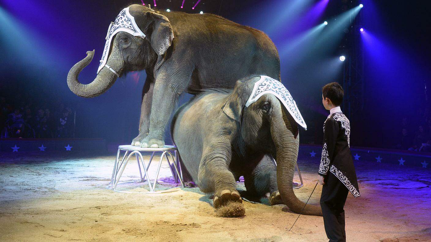 Chris Rui Knie con gli elefanti