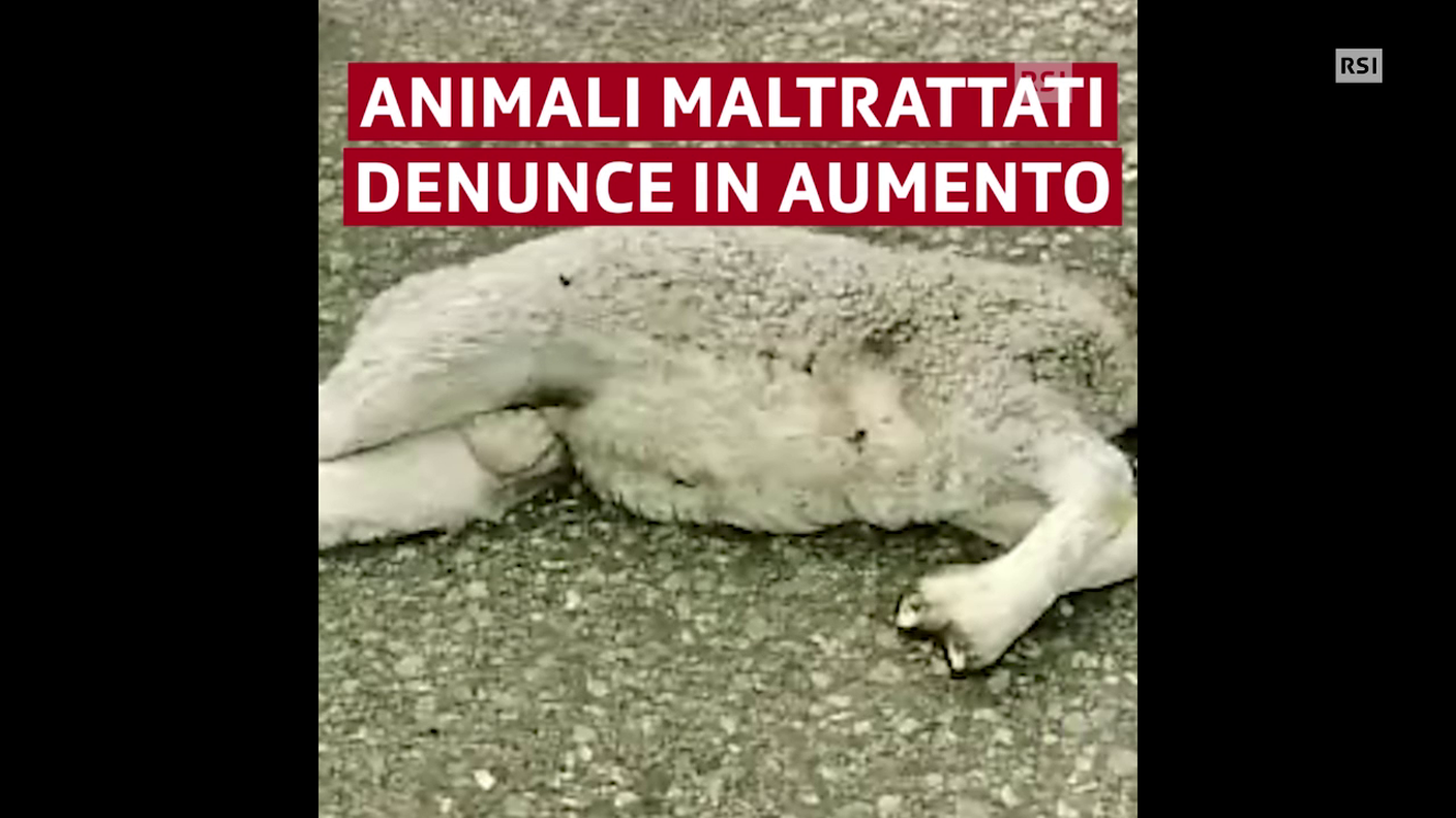 Animali, record di denunce