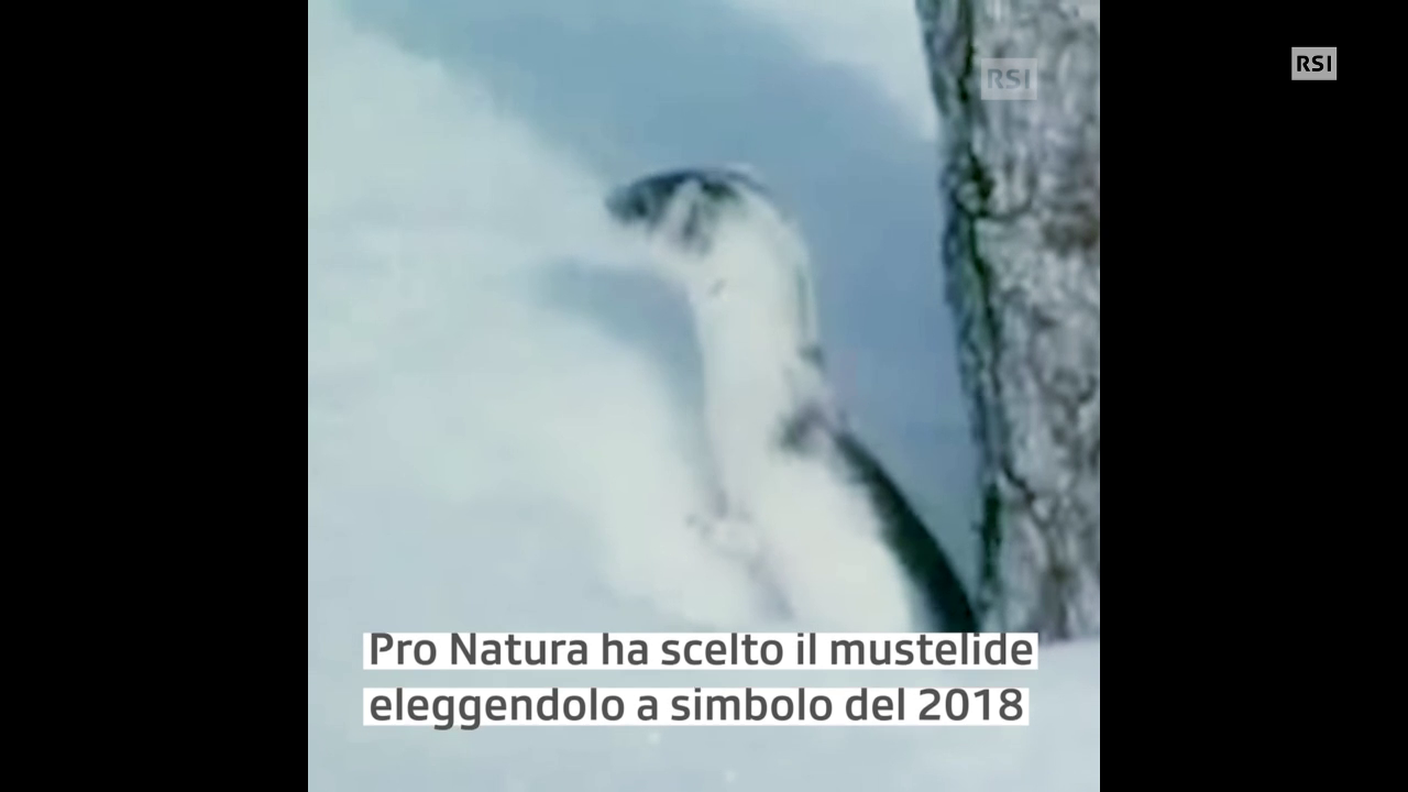 Ermellino, animale dell'anno 2018 secondo Pro Natura