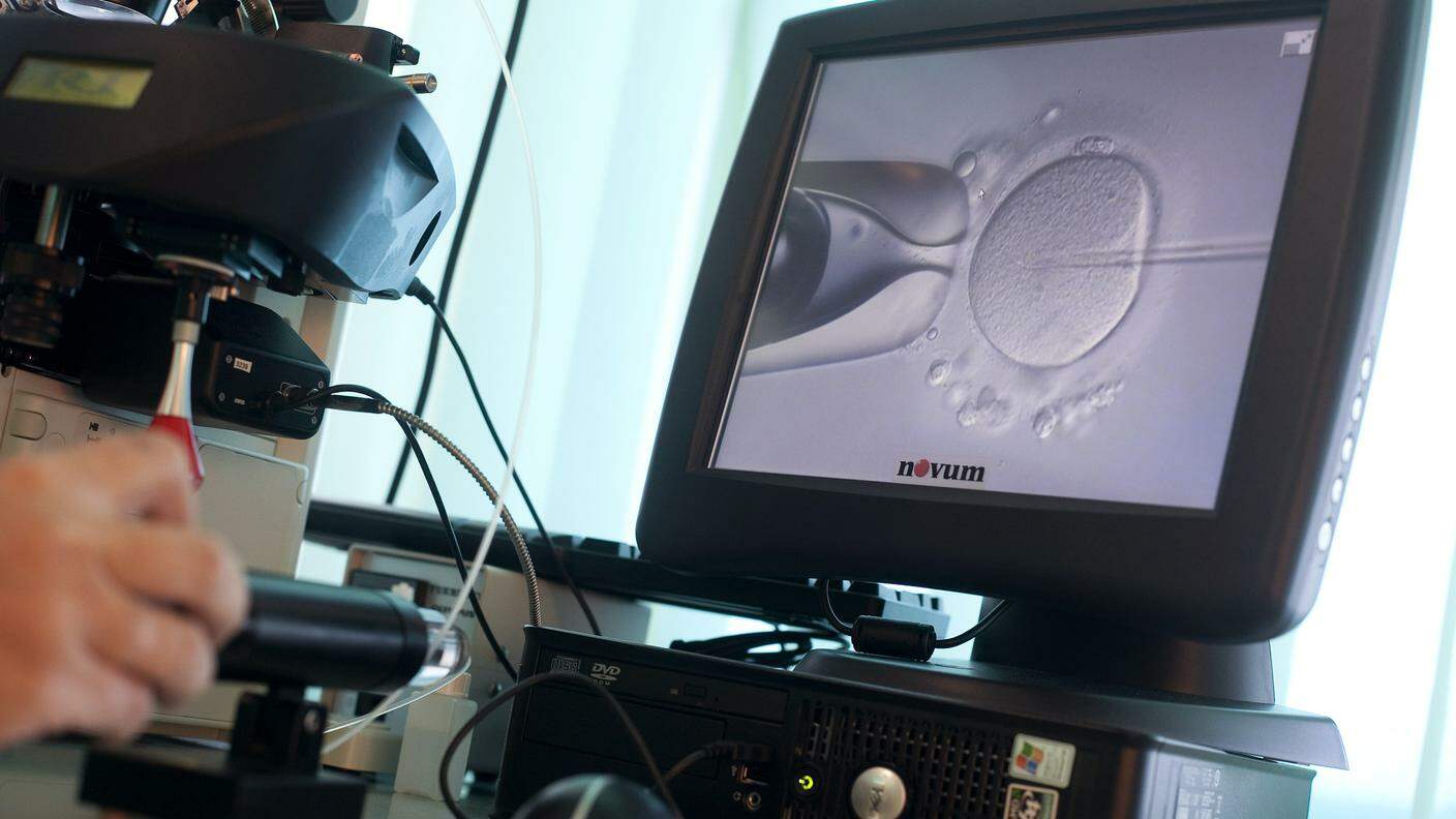 L'immagine di un ovulo durante la fecondazione in vitro