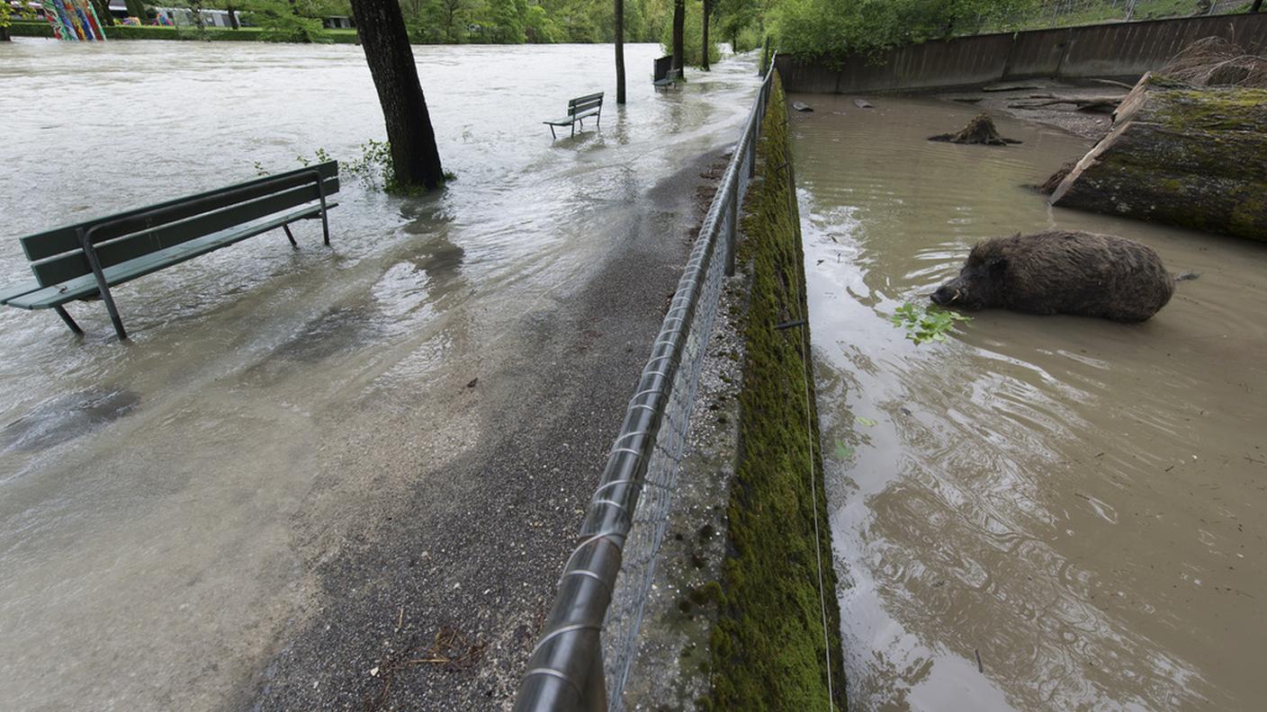 Acqua anche nei recinti, Berna
