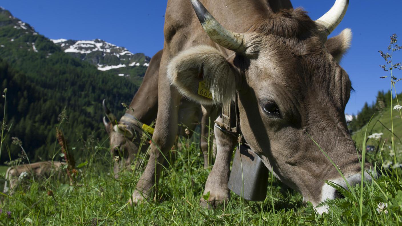 Una mucca al pascolo in Valle Bedretto
