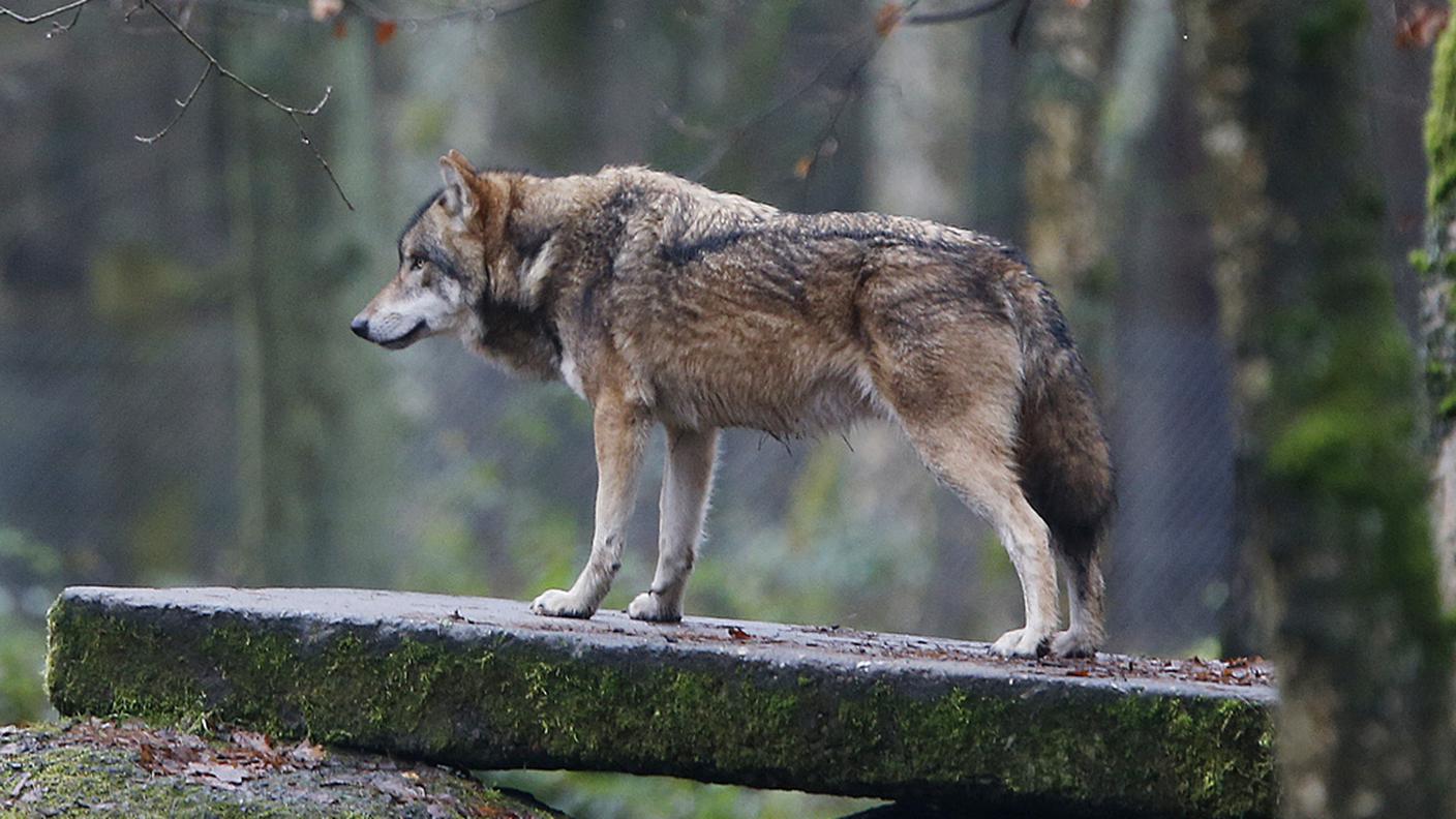 Regole precise per l'abbattimento dei predatori