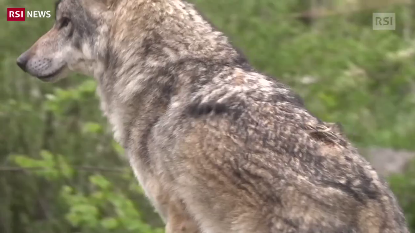 In discussione la tutela del lupo e dei grandi predatori
