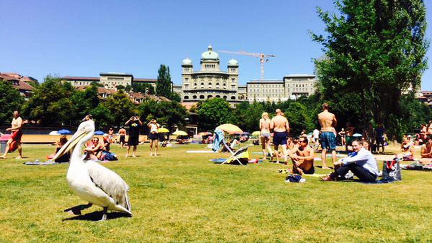 Che caldo qui in Svizzera...