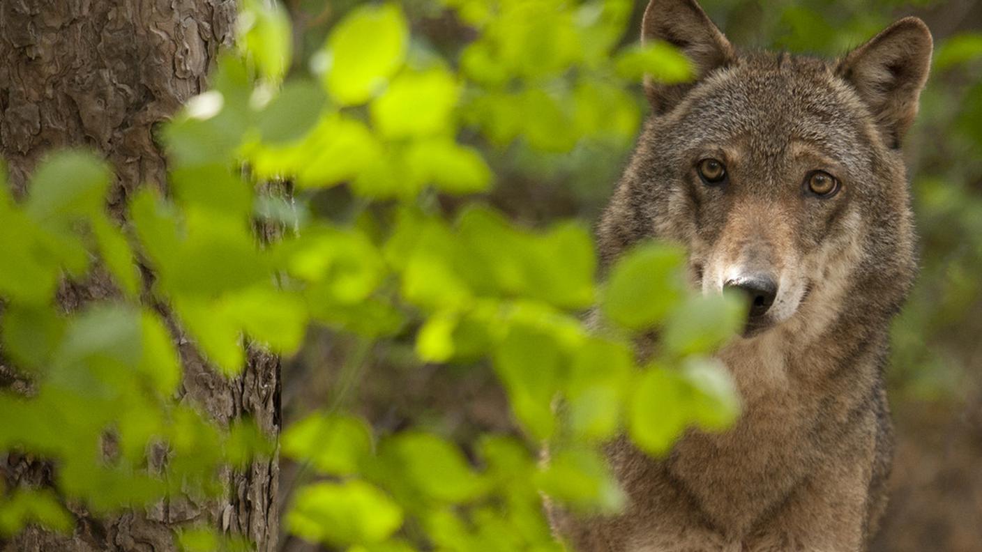 Da 20 anni il canide è tornato in Svizzera
