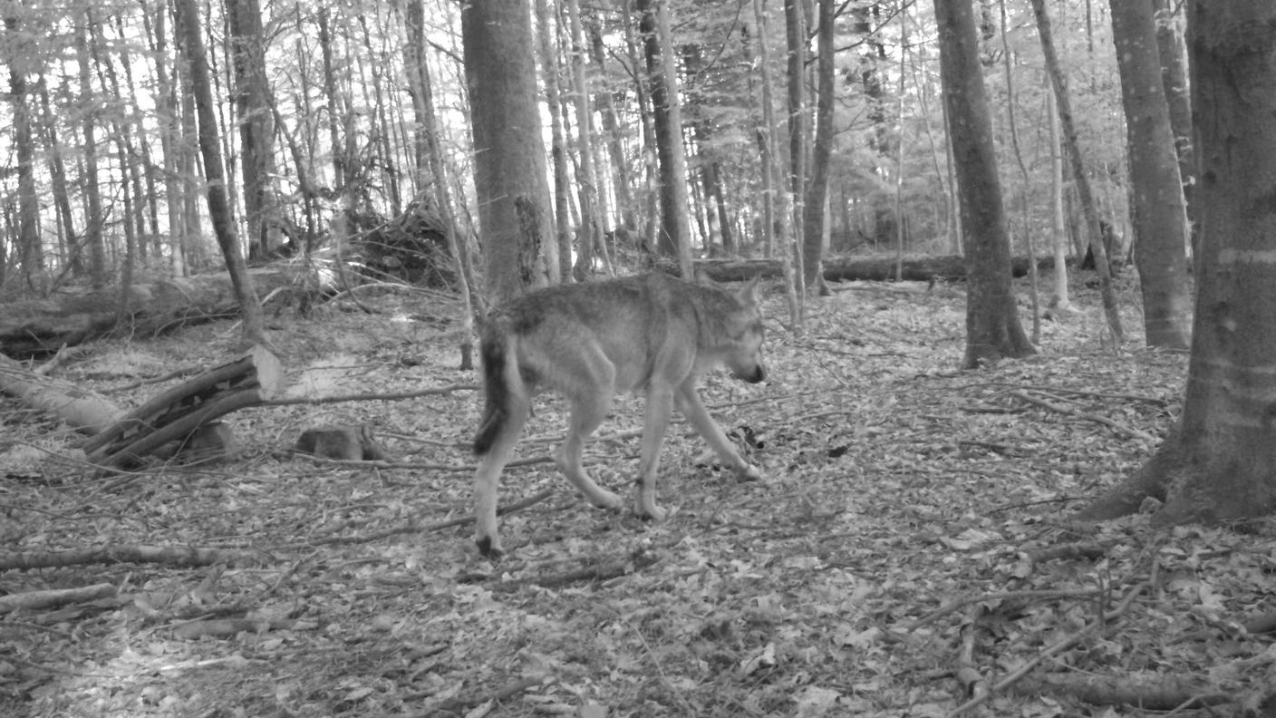 L'immagine catturata da una trappola fotografica