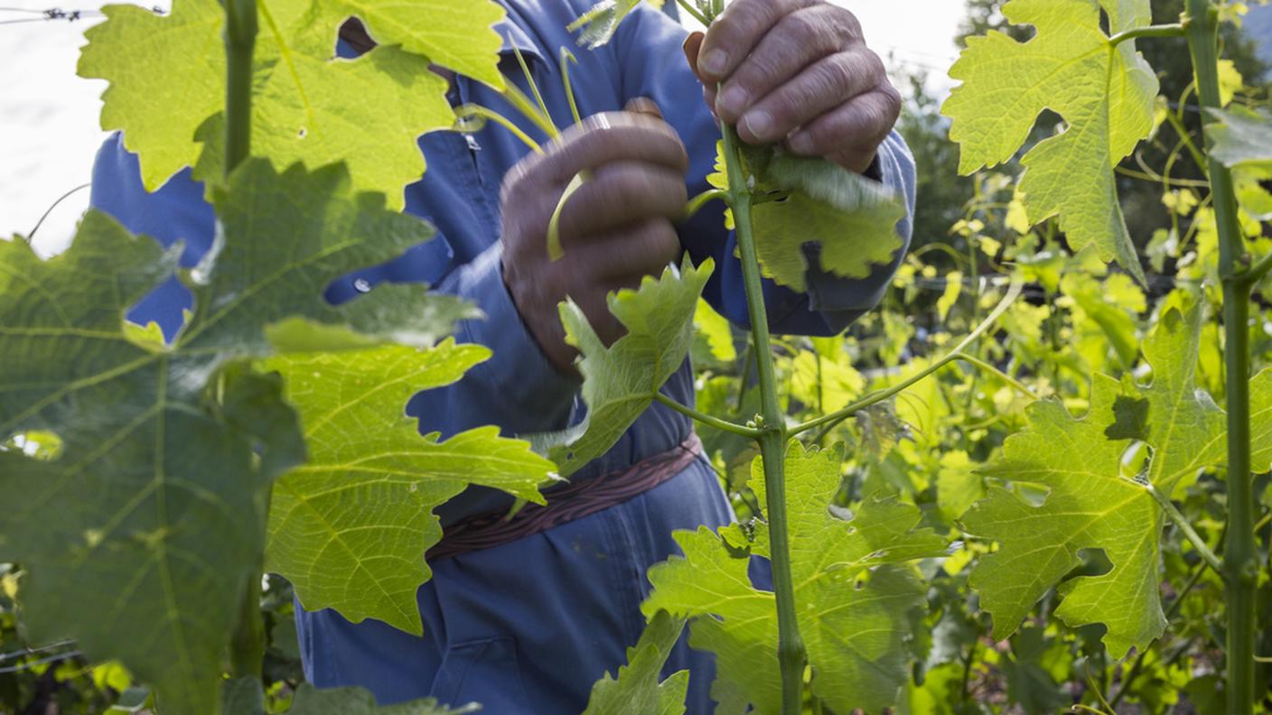 Alcuni viticoltori, soprattutto in Romandia, hanno perso quasi tutta la produzione 2015