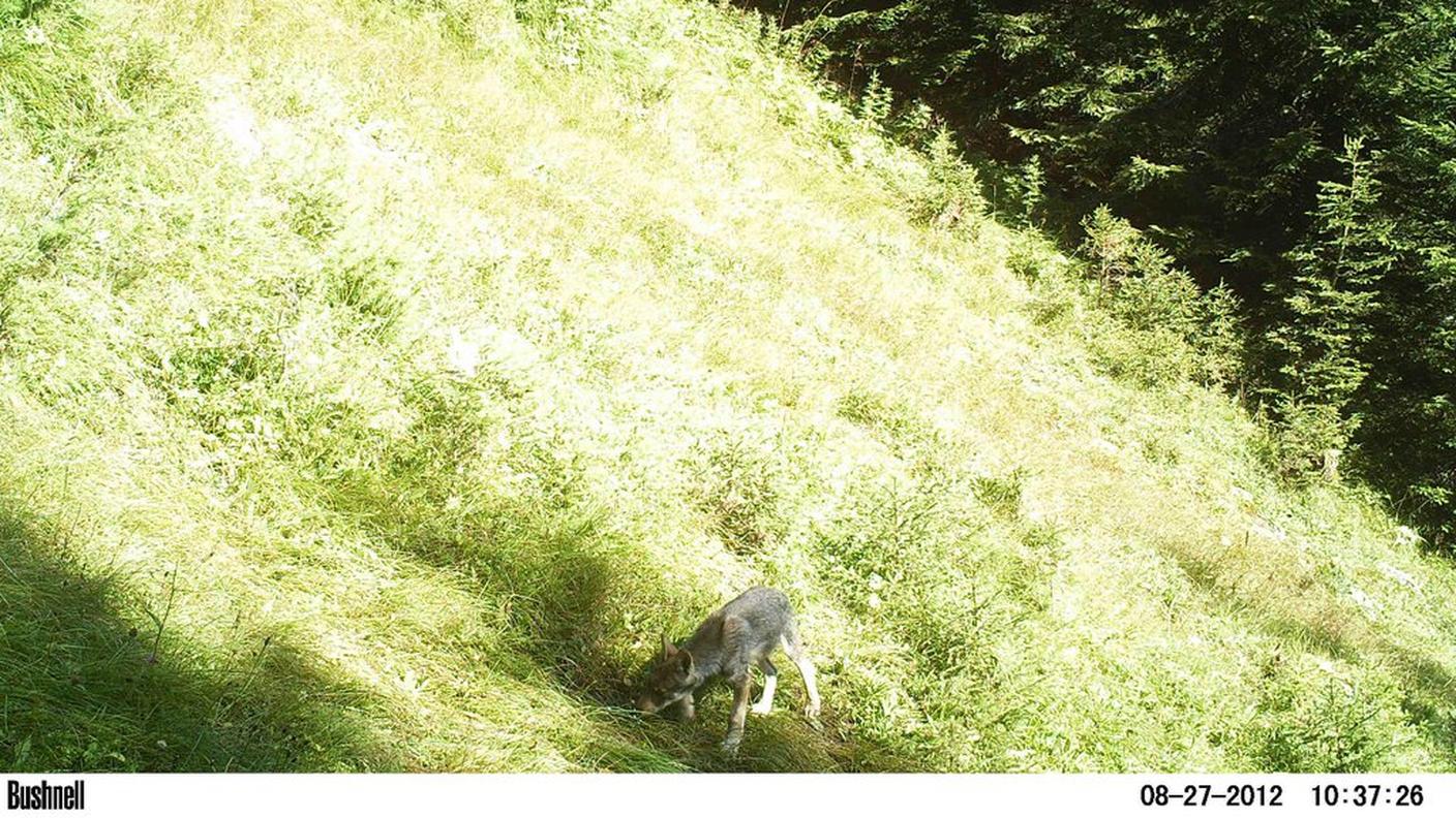 Uno dei cuccioli del Calanda