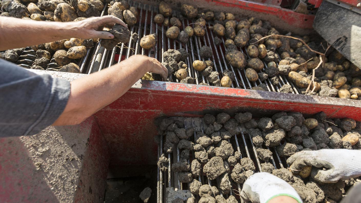 Tante patate non vengono consumate