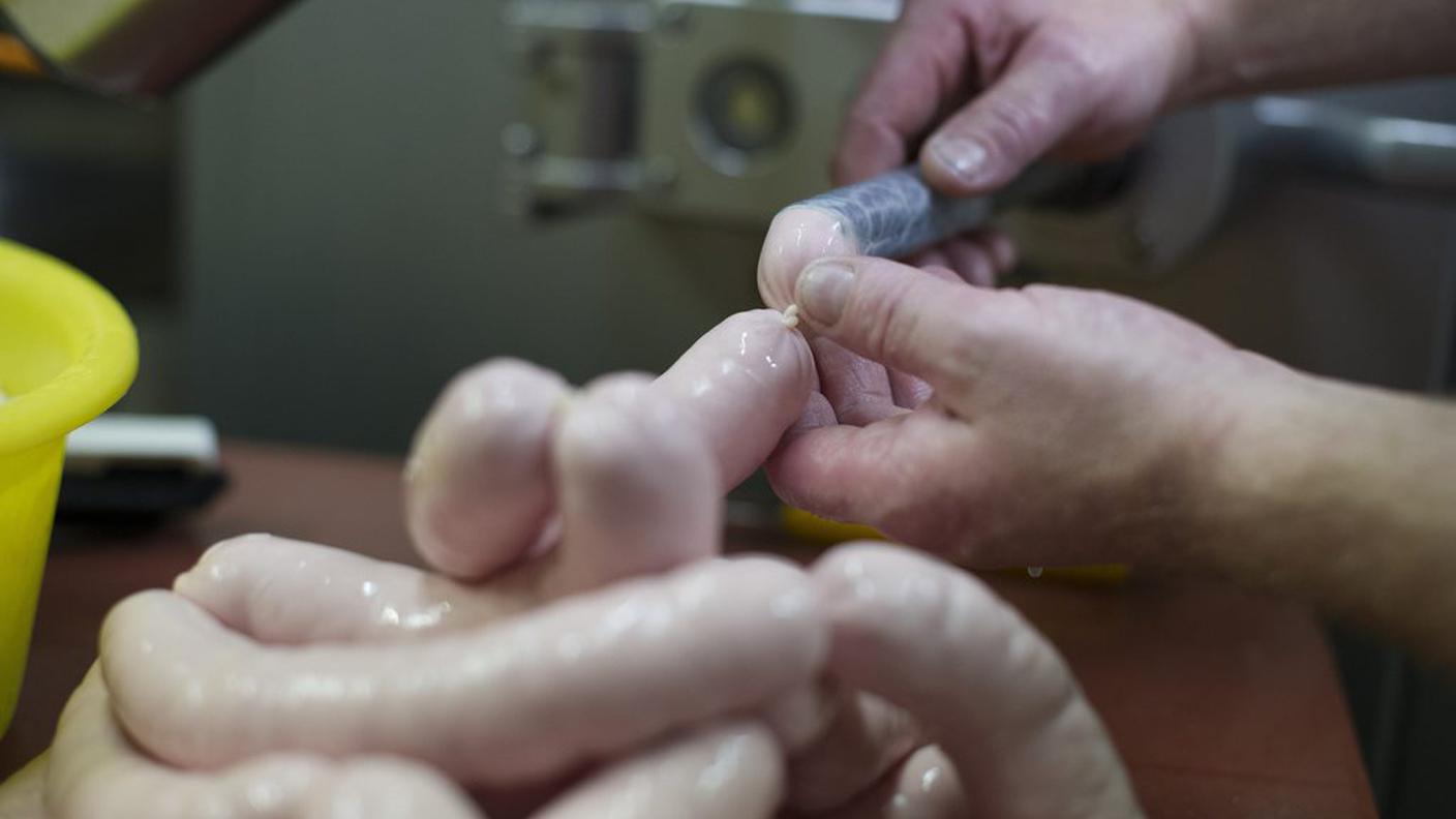 Via libera all'uso degli intestini bovini