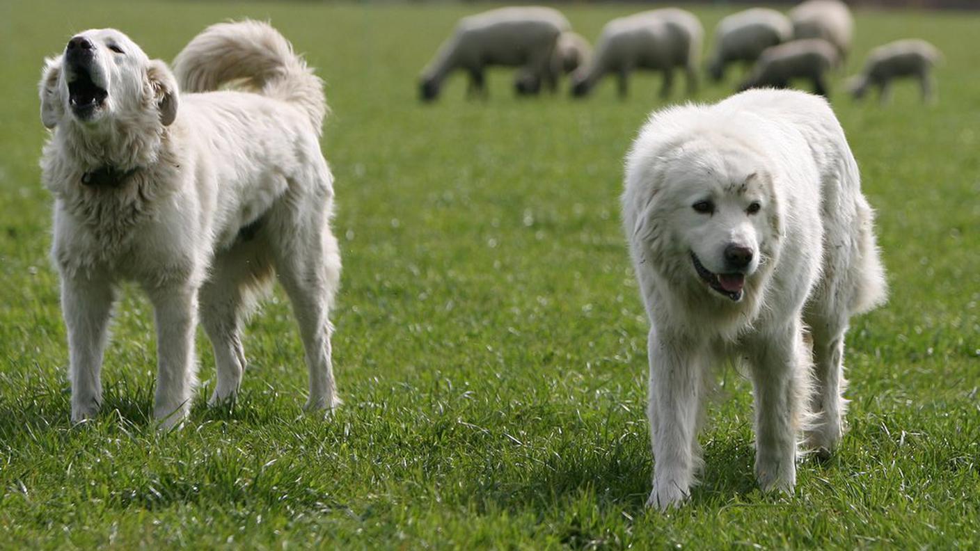 Cani, recinti e attenzione per una custodia ideale